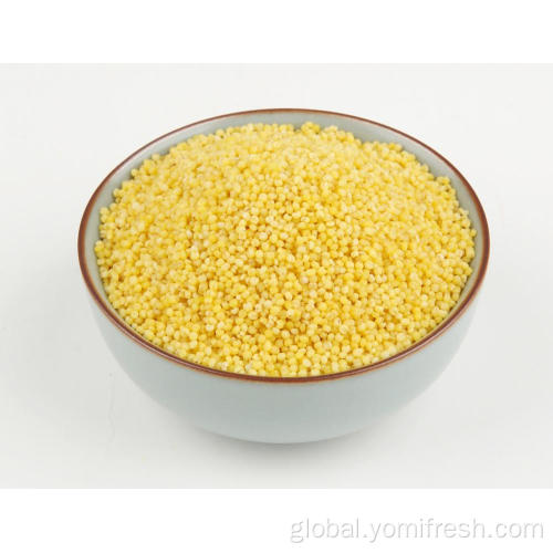 Millet Gluten Free Millet Vs Sorghum Supplier